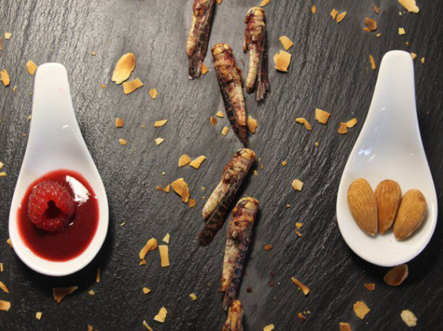 criquet commestible framboise amande 2