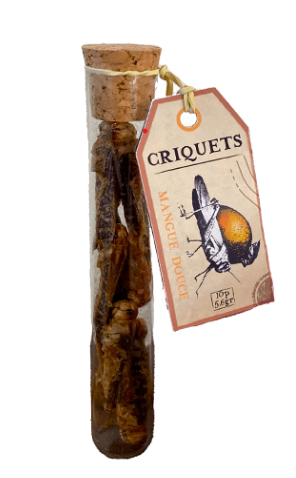criquet commestible Mangue 1