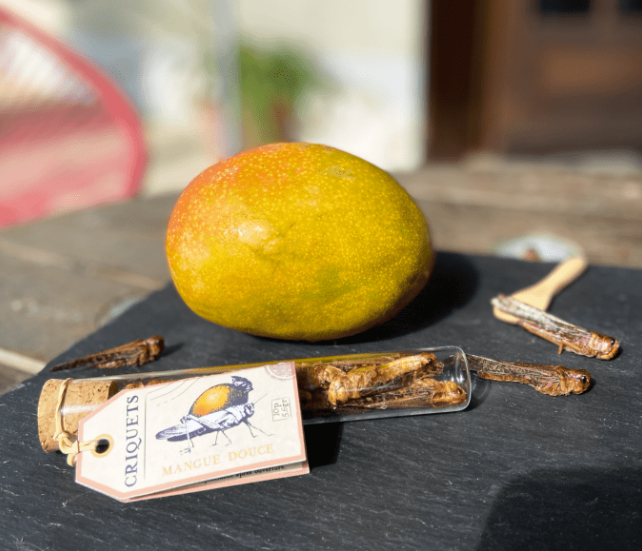 criquet commestible Mangue 2