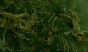Créatures magiques - Strangulot - Figurines Harry Potter - NN7682