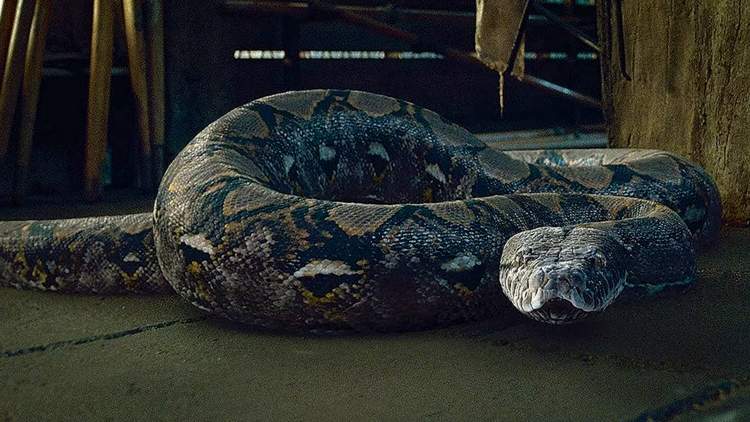Créatures magiques - Nagini - Figurines Harry Potter  NN7544_480
