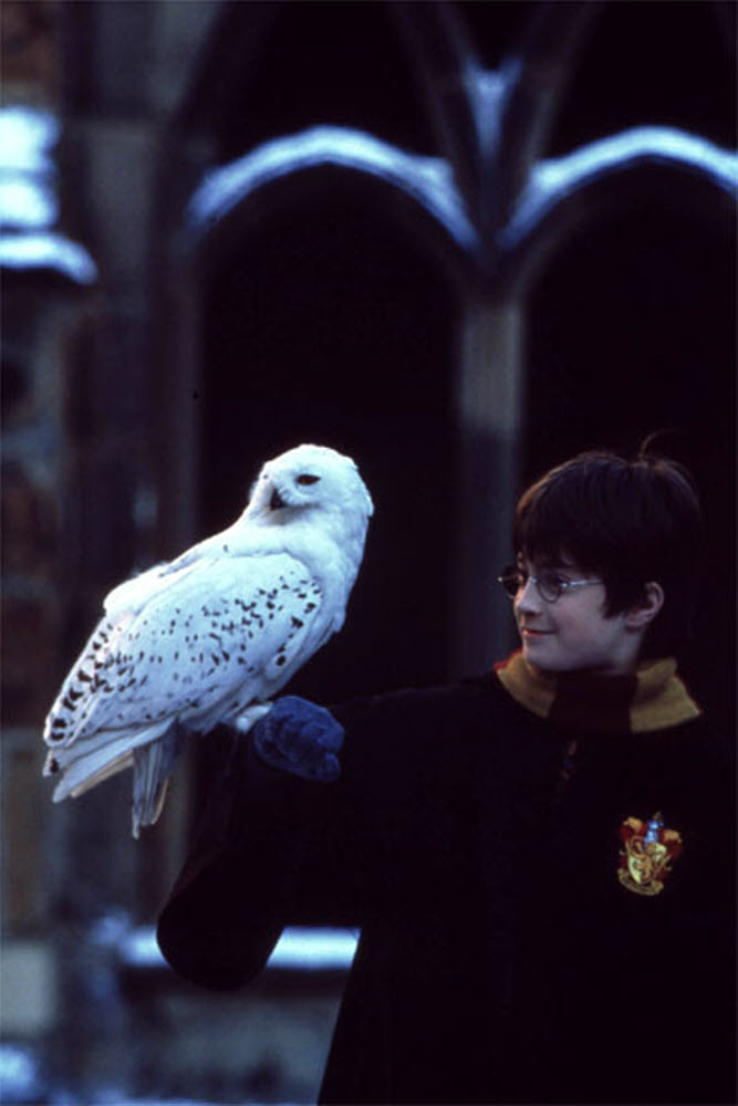 Créatures magiques - Hedwige - Figurines Harry Potter  NN7542