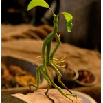 Botruc articulé - Animaux Fantastiques NN5006_480