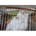 Hedwige miniature en cage  NN7098_480