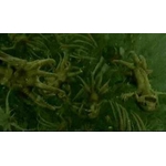 Créatures magiques - Strangulot - Figurines Harry Potter - NN7682