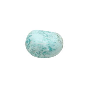 chrysocolle-pir042