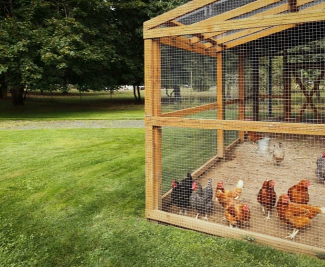 poulailler dans un jardin