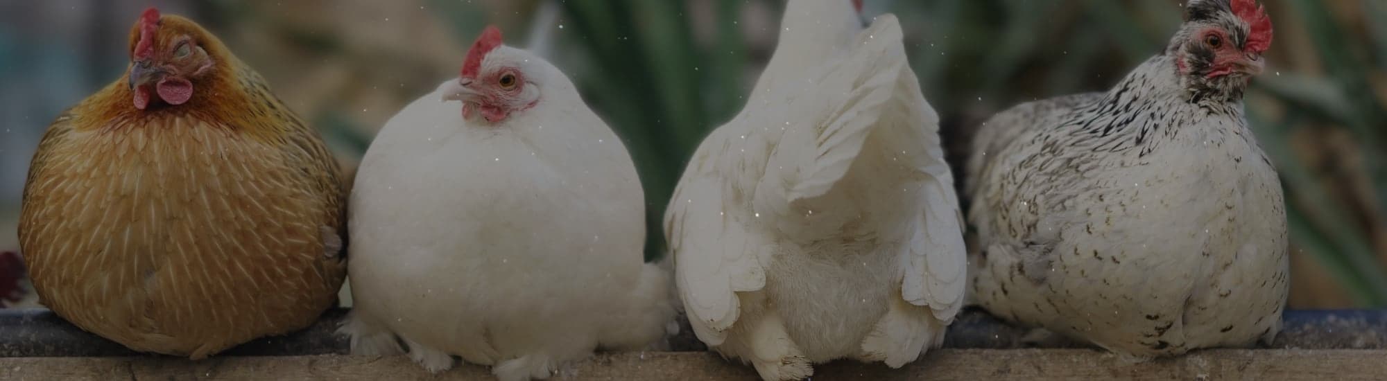 4 poules