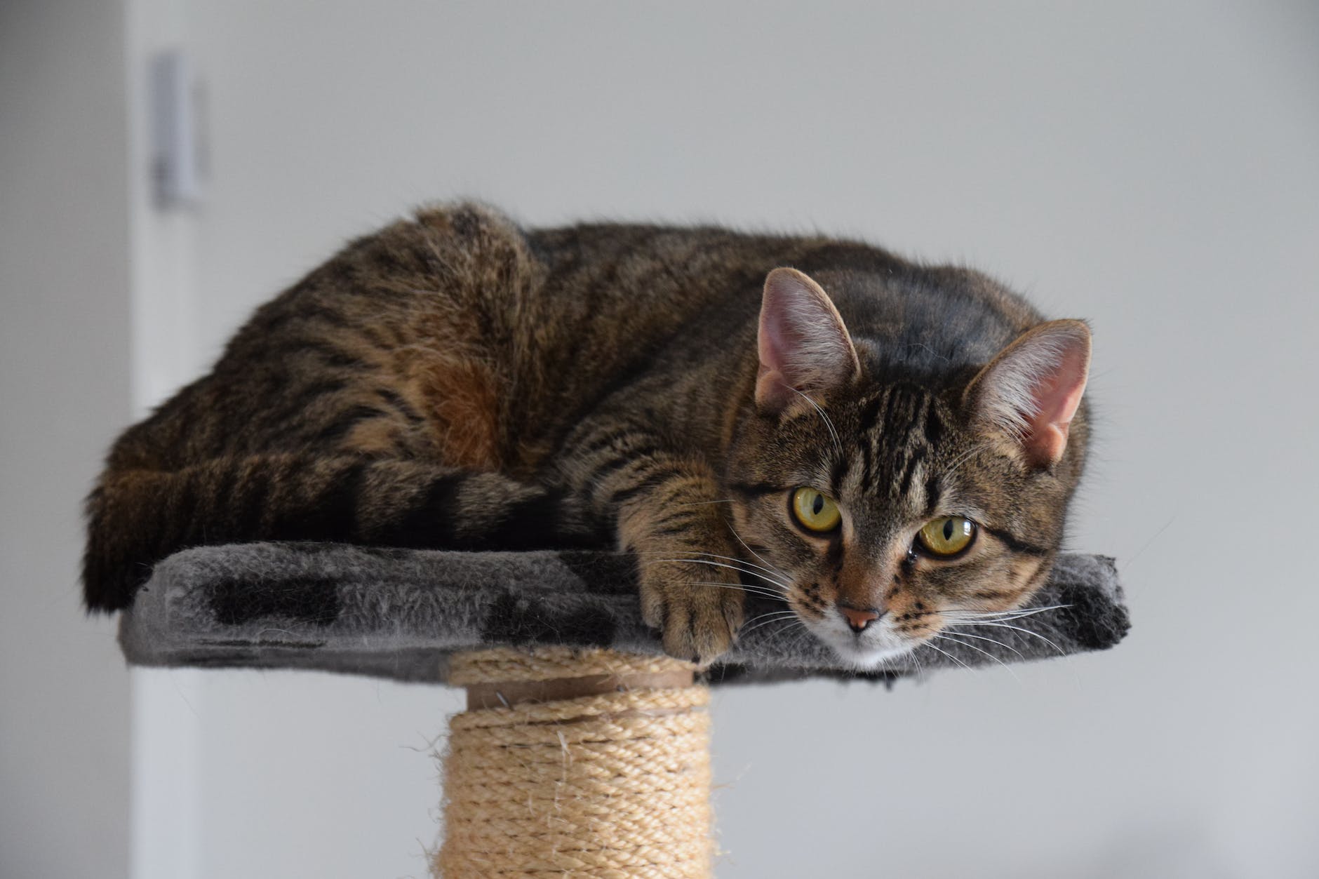 photos gratuites de animal animal de compagnie arbre a chat
