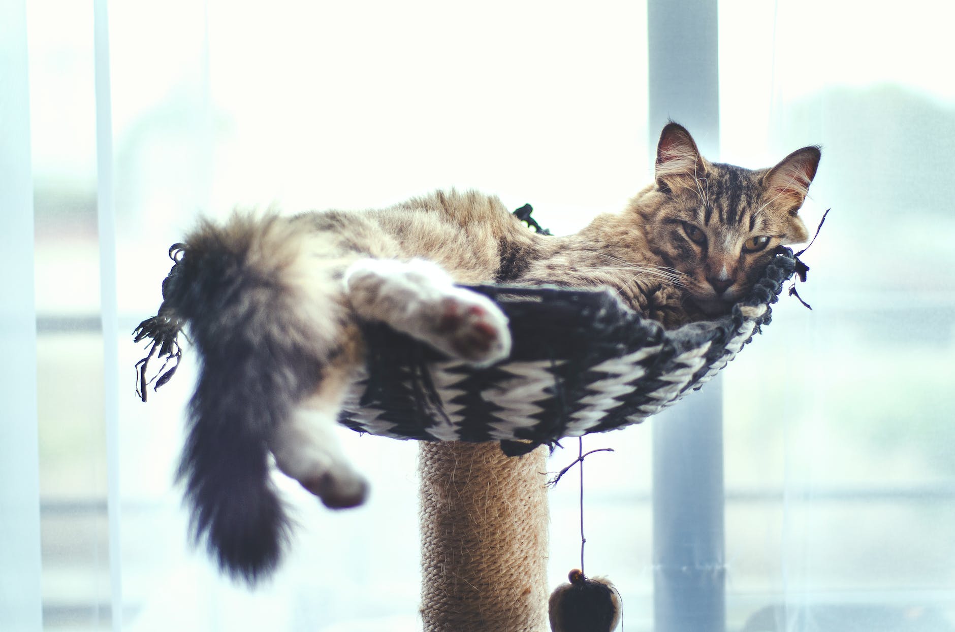 chat tigre brun sur arbre a chat