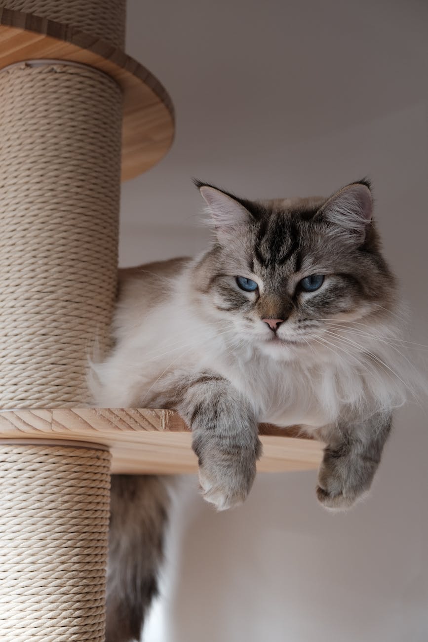 photos gratuites de animal animal de compagnie arbre a chat