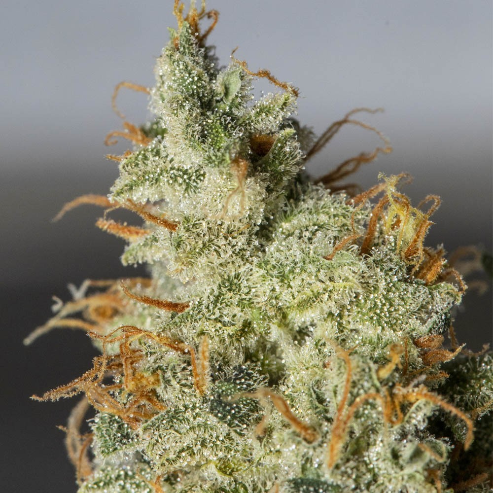 Orange_Kush_Auto_EVA_Seeds_2