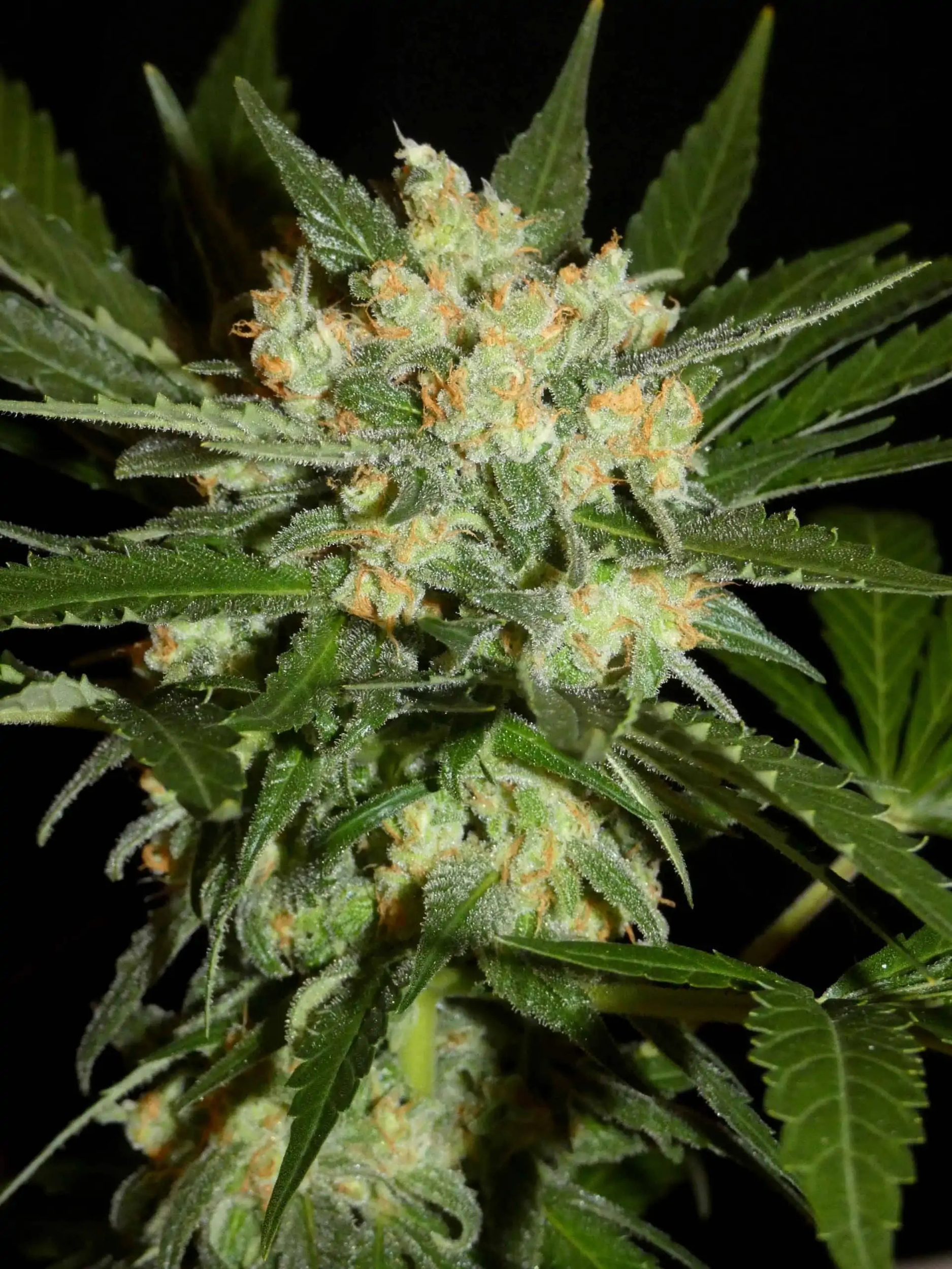 Aladdins-Skunk-photo