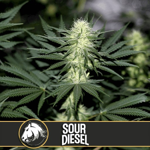 Sour Diesel - Blimburn Seeds