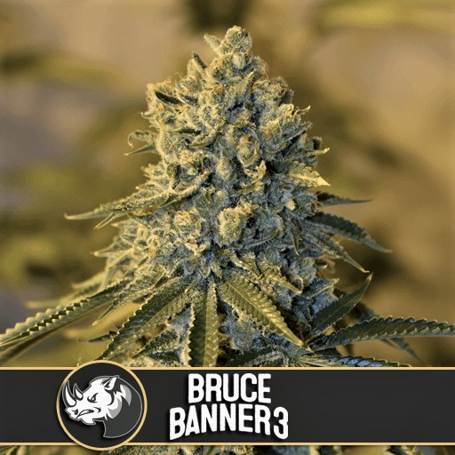 bruce banner 3 new