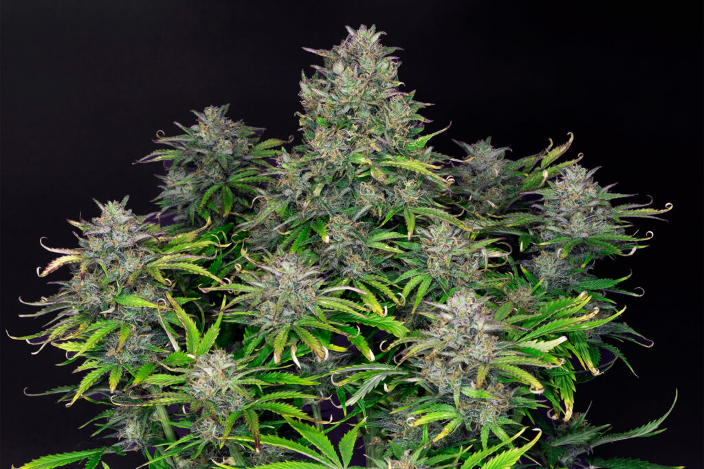 zkit-kandy-dream-auto-2-1024x683