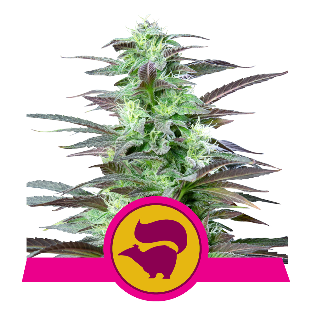 Skunk XL - Royal Queen Seeds