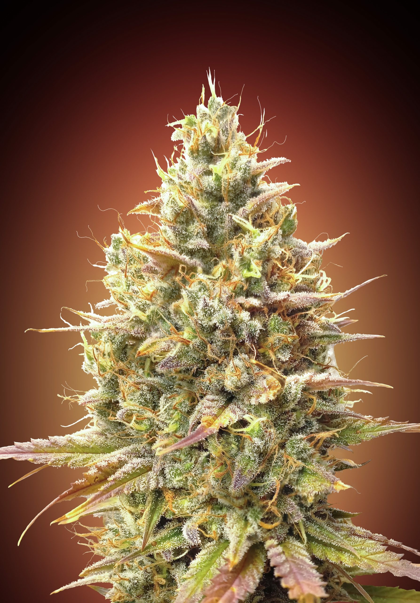 Auto-Strawberry-Banana-Advanced-Seeds-scaled