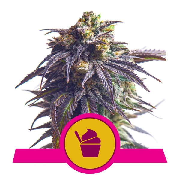 Sundae-driver_RQS