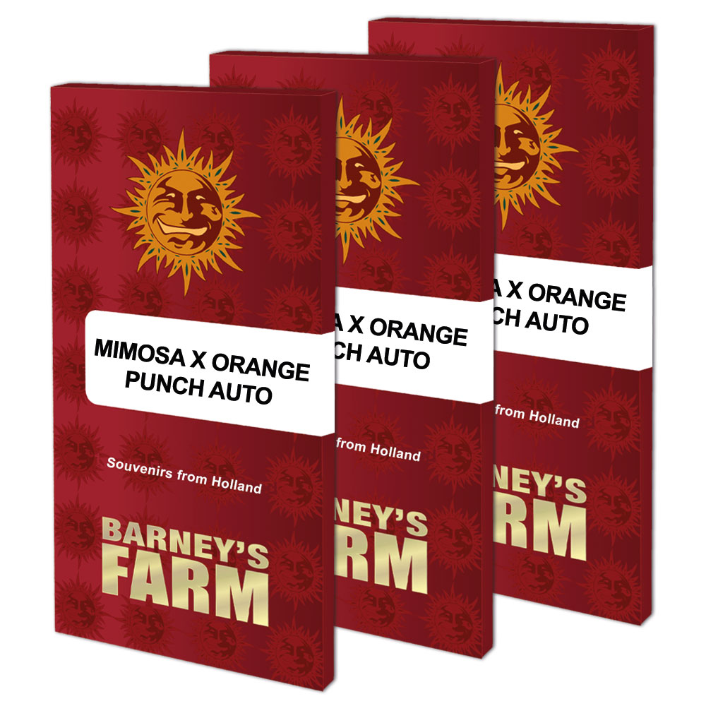Mimosa X Orange Punch Auto - Barney\'s Farm