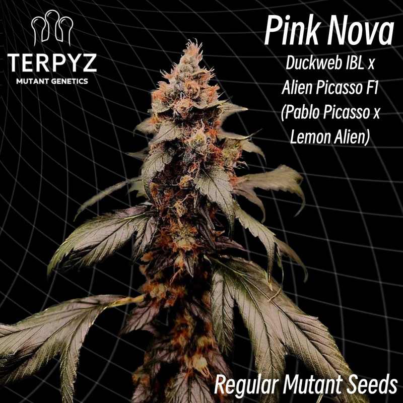 Pink Nova - Terpyz Mutant Genetics