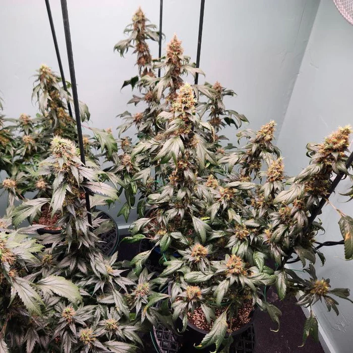 Pink_Nova_2_Terpyz_Mutant_Genetics