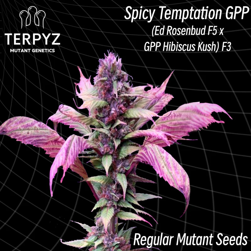 Spicy Temptation GPP - Terpyz Mutant Genetics