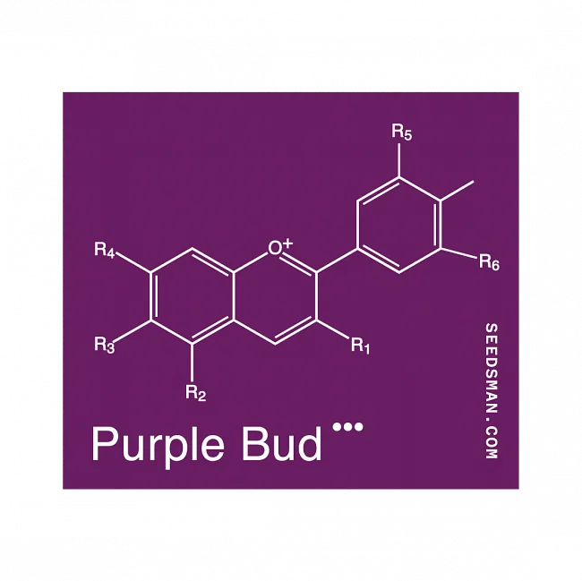 Pack_Purple_Bud_Reg_Seedsman