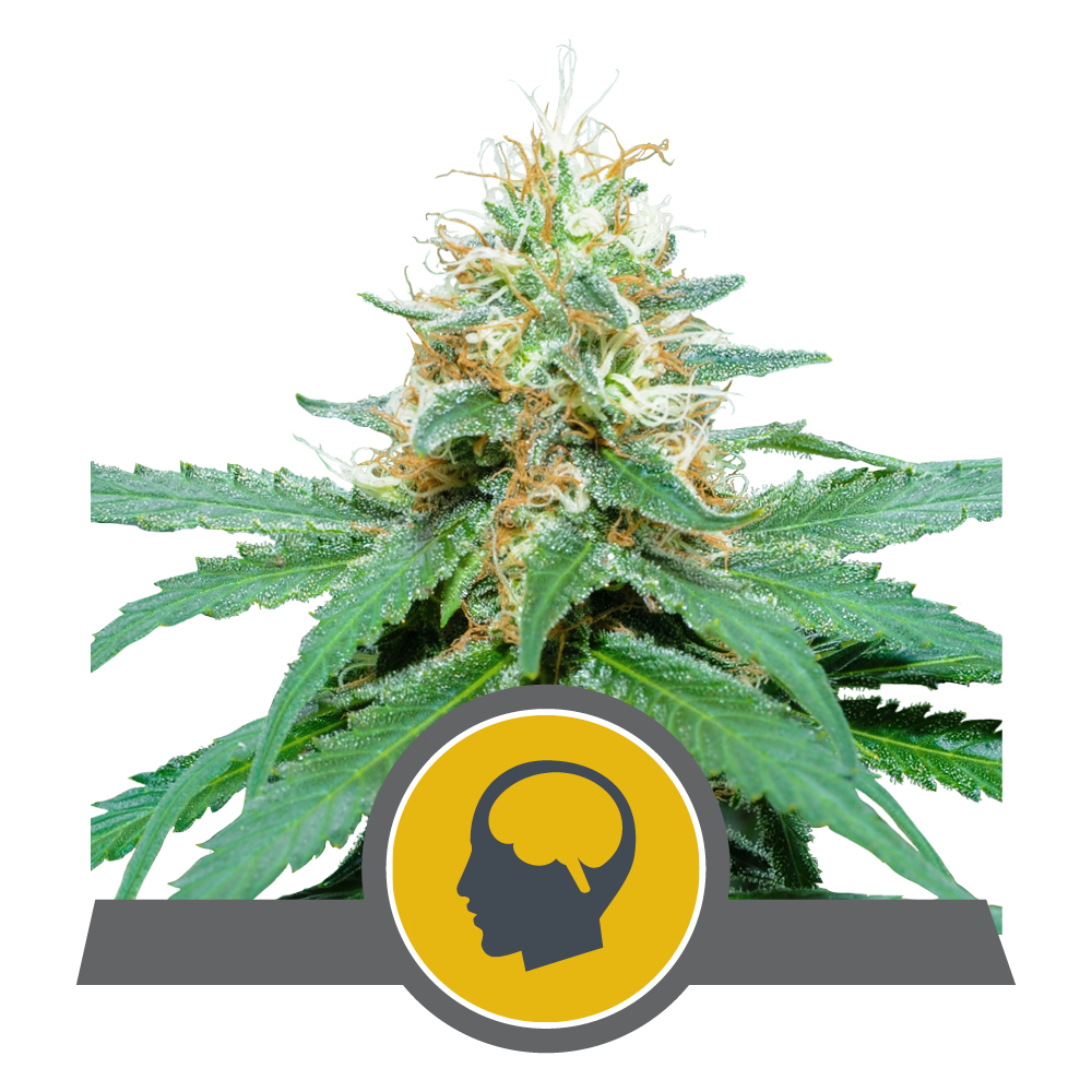 Amnesia_Haze_reg_RQS