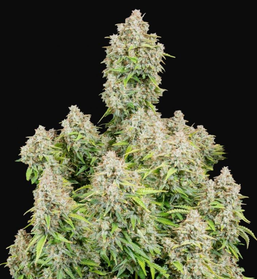 Cinderella_fast_buds