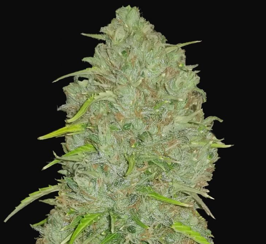 Jack_Herer_fast_buds