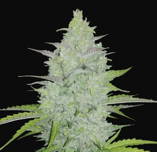 Cheese Auto - Fast Buds