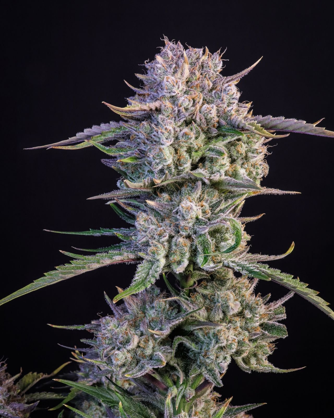 strawberry_Gorilla_fast_buds