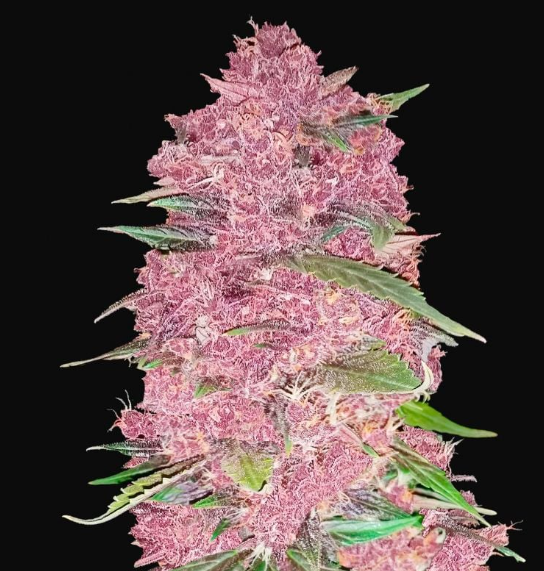 purple_lemonade_fast_buds