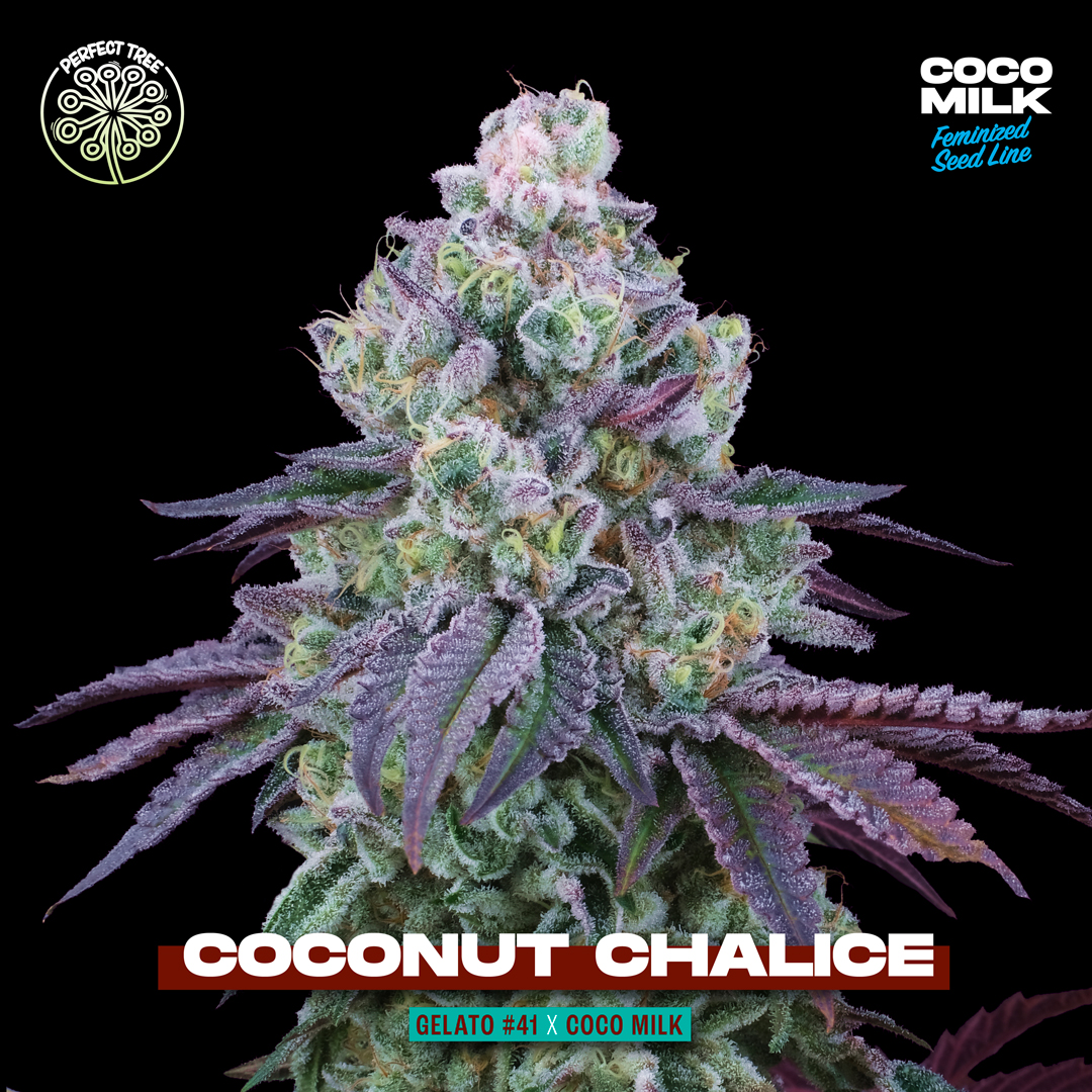 COCONUT CHALICE TITLE + PICT perfectreeseeds
