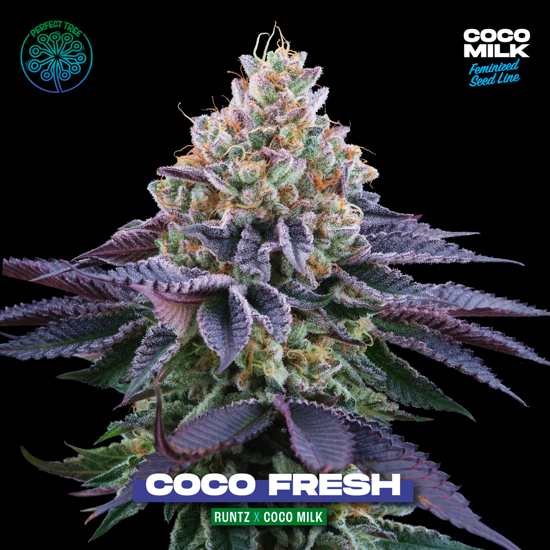 COCO FRESH TITLE + PICT perfectreeseeds
