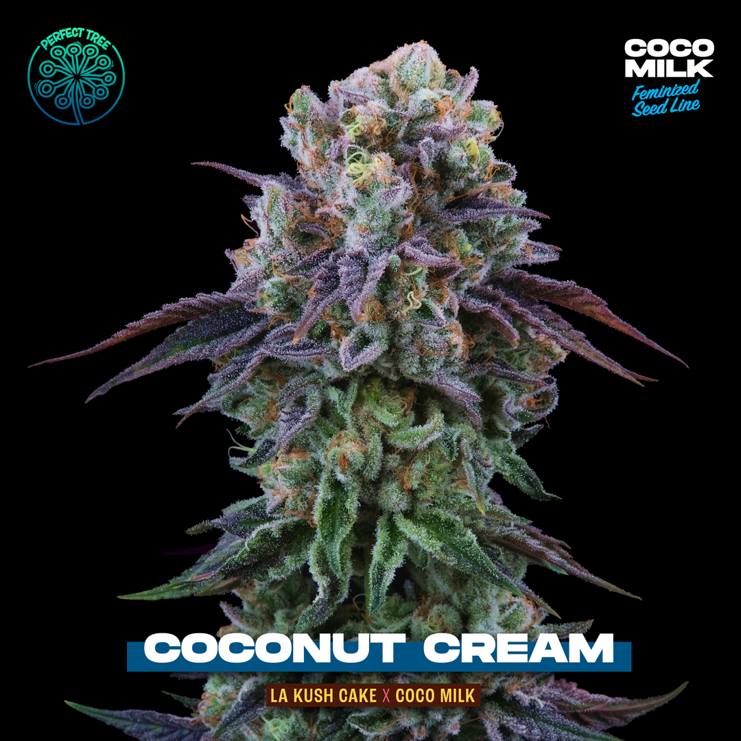 Coconut Cream x6 + 3 Coco Milk - Perfect Tree Seed