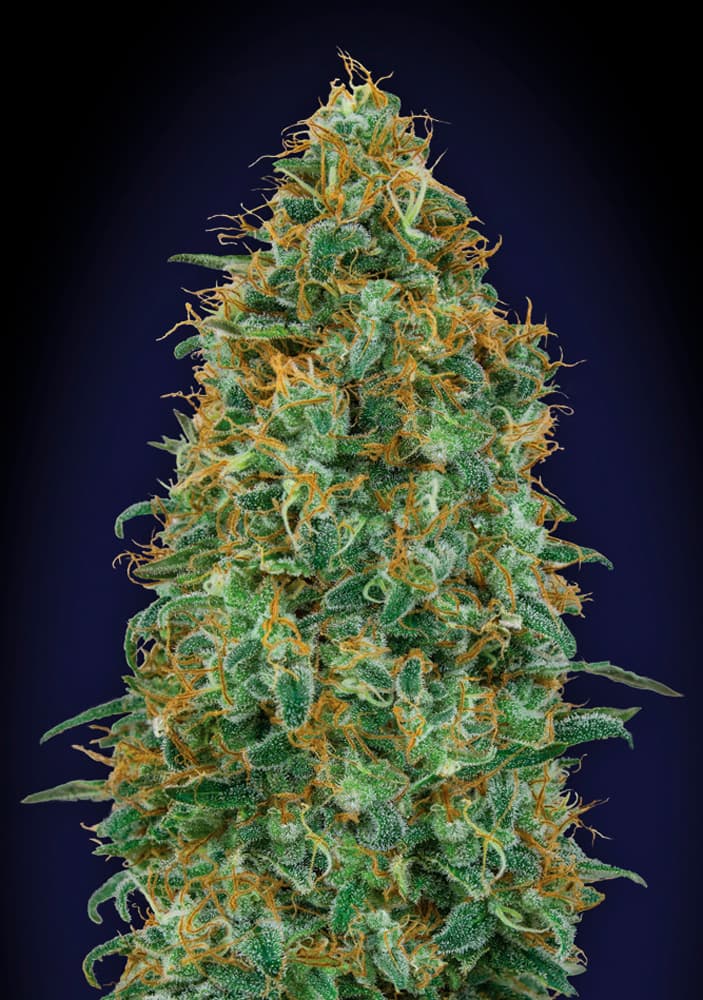 Blueberry_00_Seeds