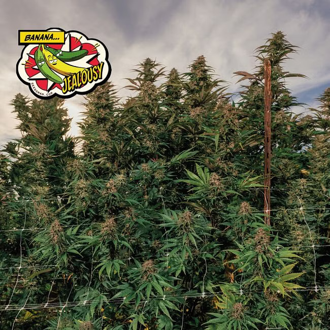 Banana_Jealousy_Seedsman_2