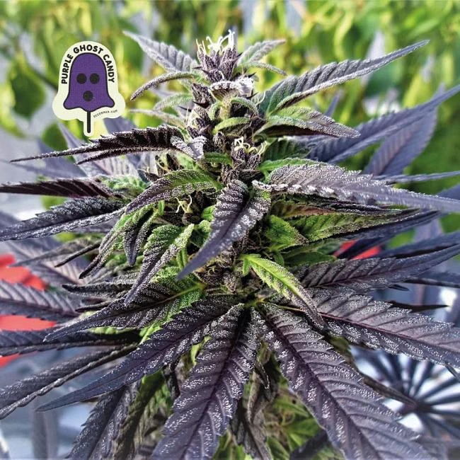 Purple_Ghost_Candy_Seedsman_2