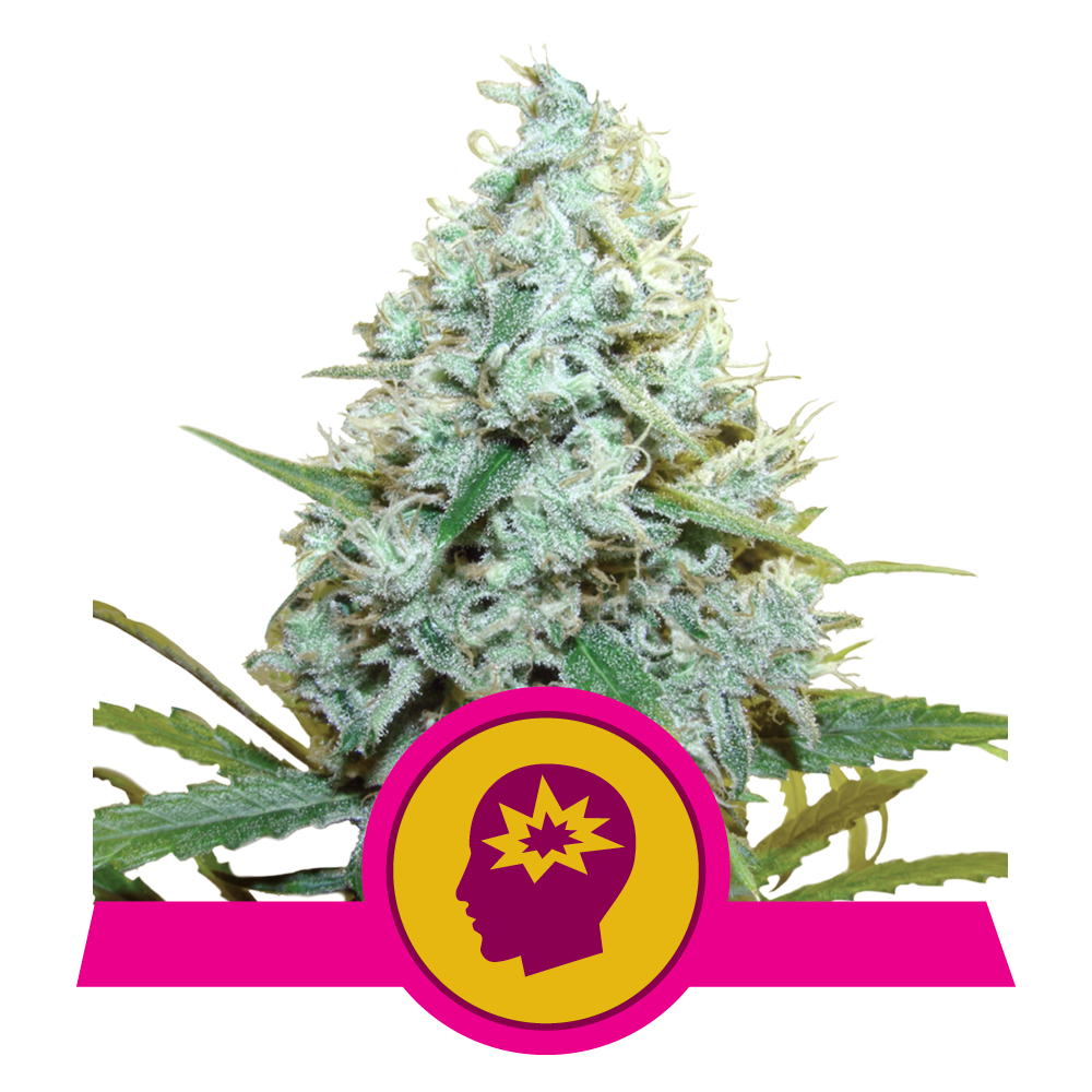 AMG (Amnesia Mac Ganja) - Royal Queen Seeds