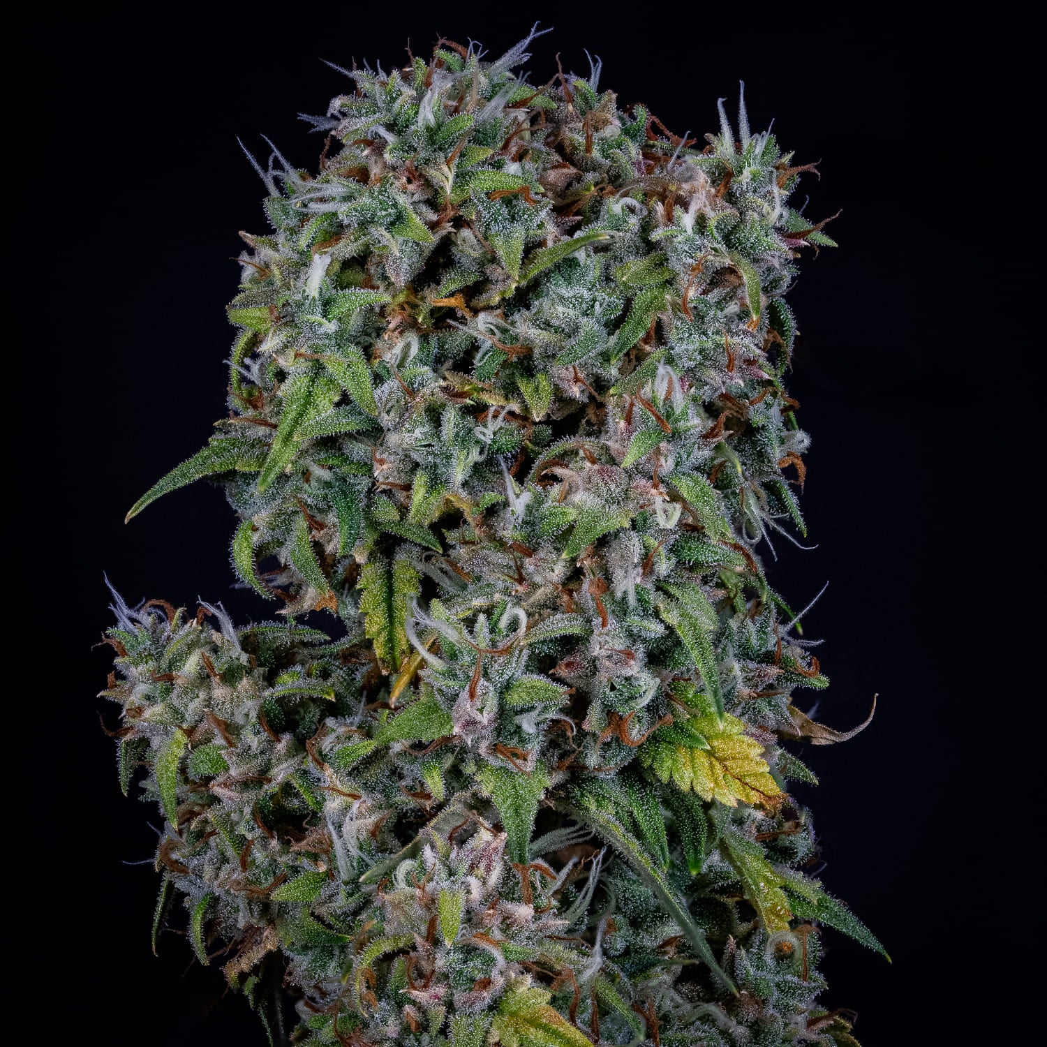 ManBearAlienPig Auto - Mephisto Genetics