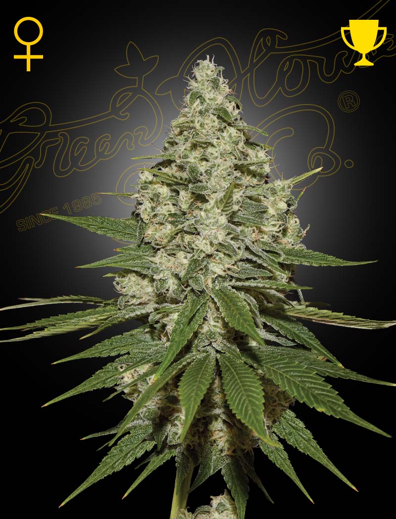 SUPER_LEMON_HAZE_Green_house_seeds