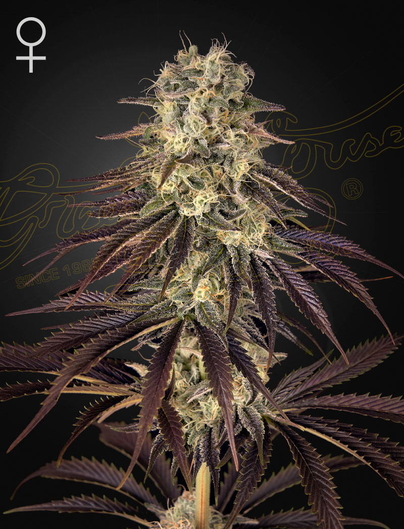 Kong\'s Krush - Green House Seed Company