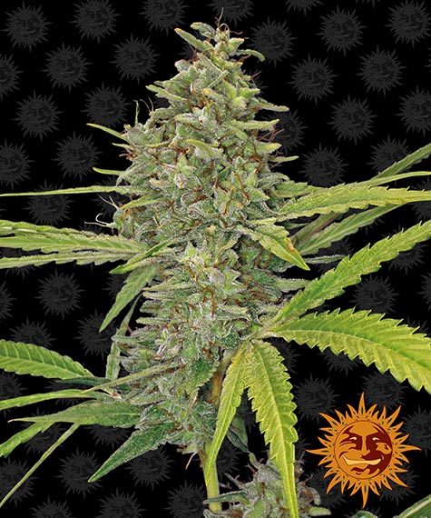 G13 Haze - Barney\'s Farm