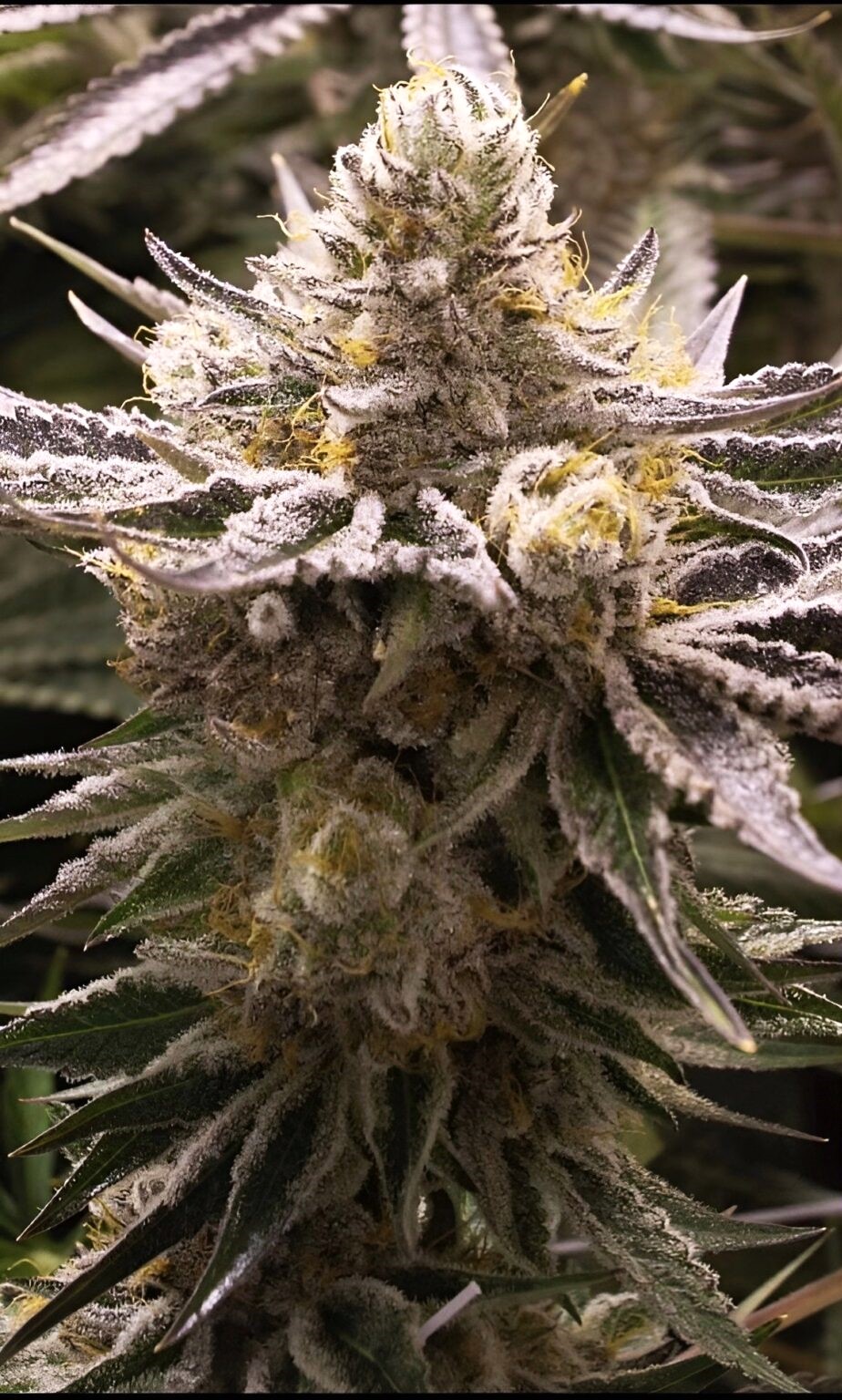 Banana_Split_Crockett