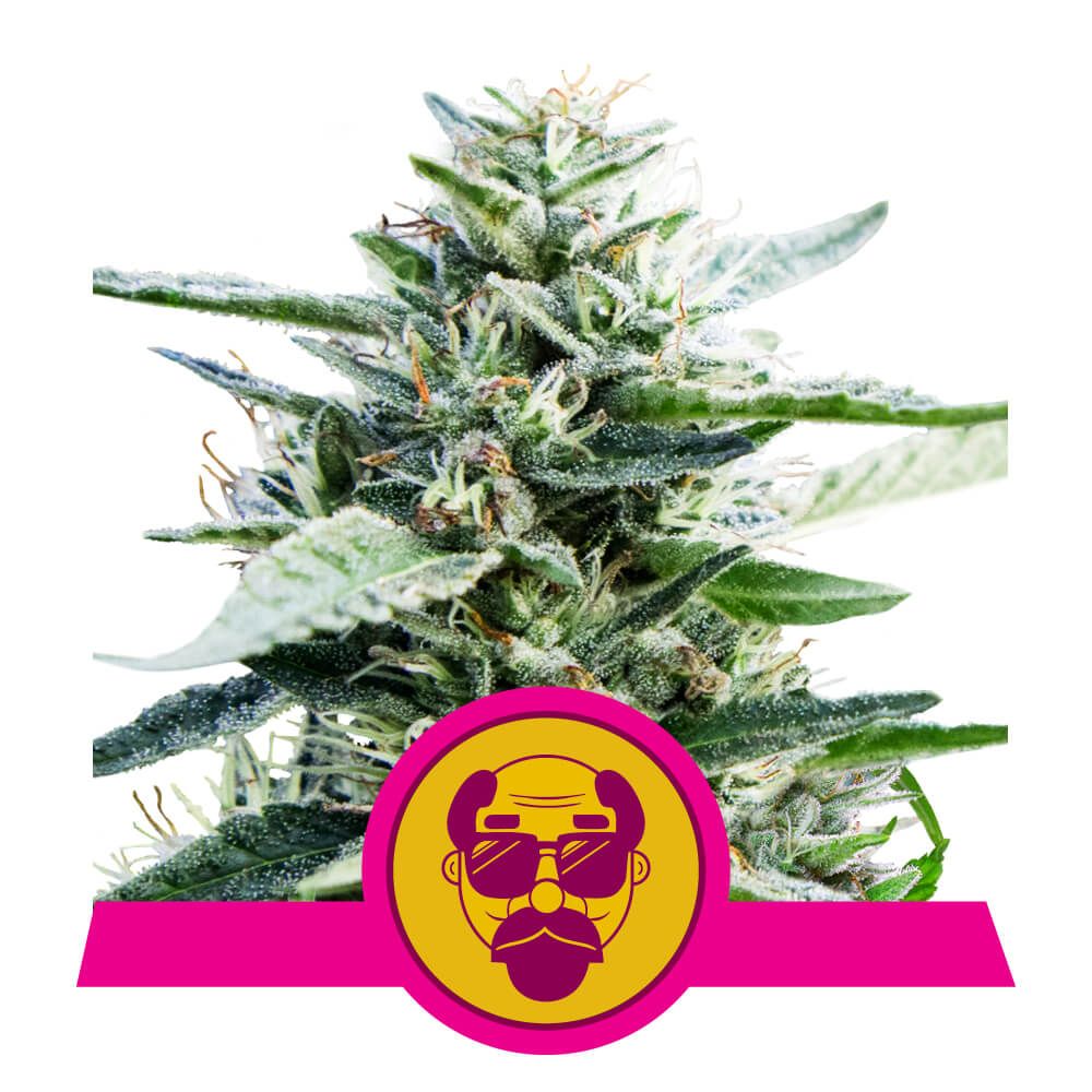 Granddaddy Purple - Royal Queen Seeds