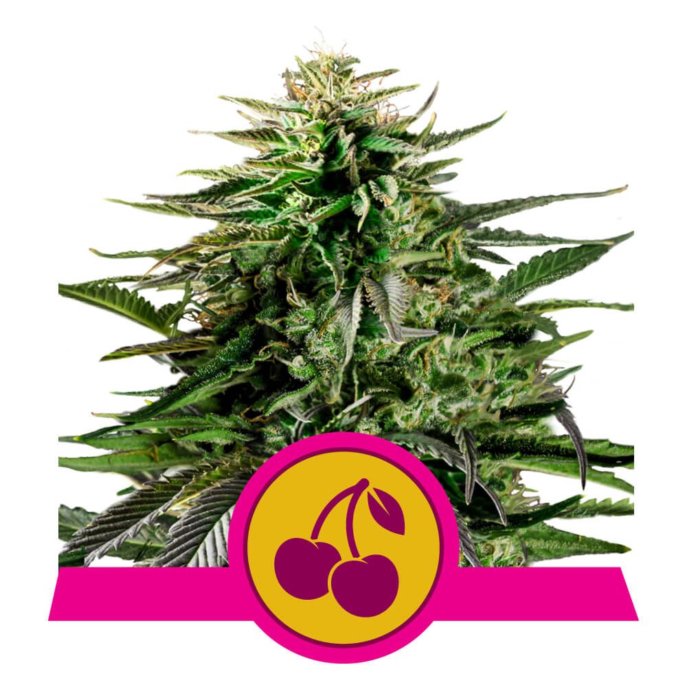 Cherry_Pie_plant_RQS