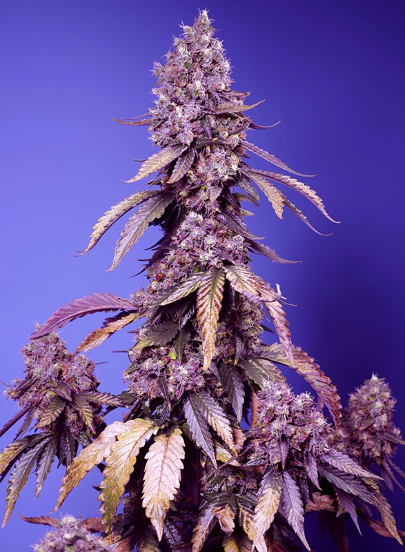 black_muffin_f1-fast_version_Sweet_Seeds