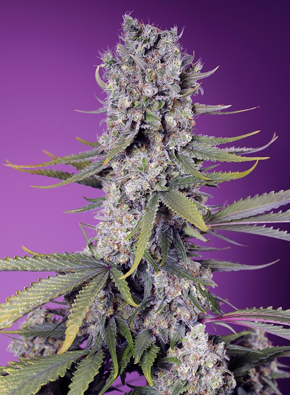 Papaya_Zoap_f1_fast_version_Sweet_Seeds